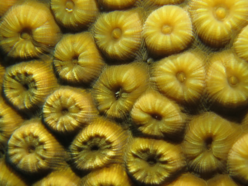 17 Great Star Coral IMG_3900.jpg